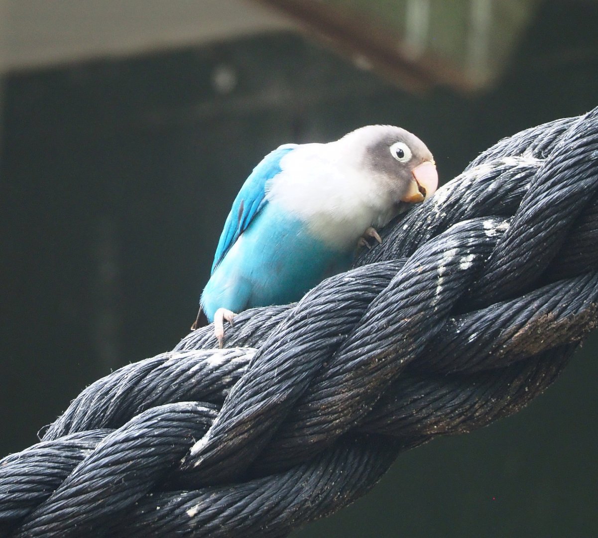 Blue mutation Black-cheeked lovebird (Agapornis nigrigenis), 2022-05-17