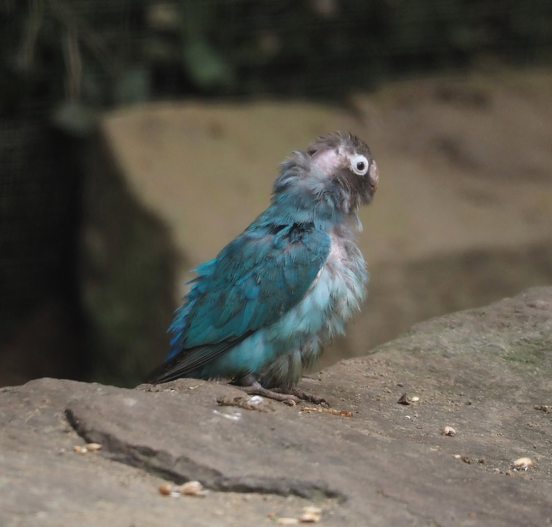 Blue mutation Black-cheeked lovebird (Agapornis nigrigenis), 2024-08-05