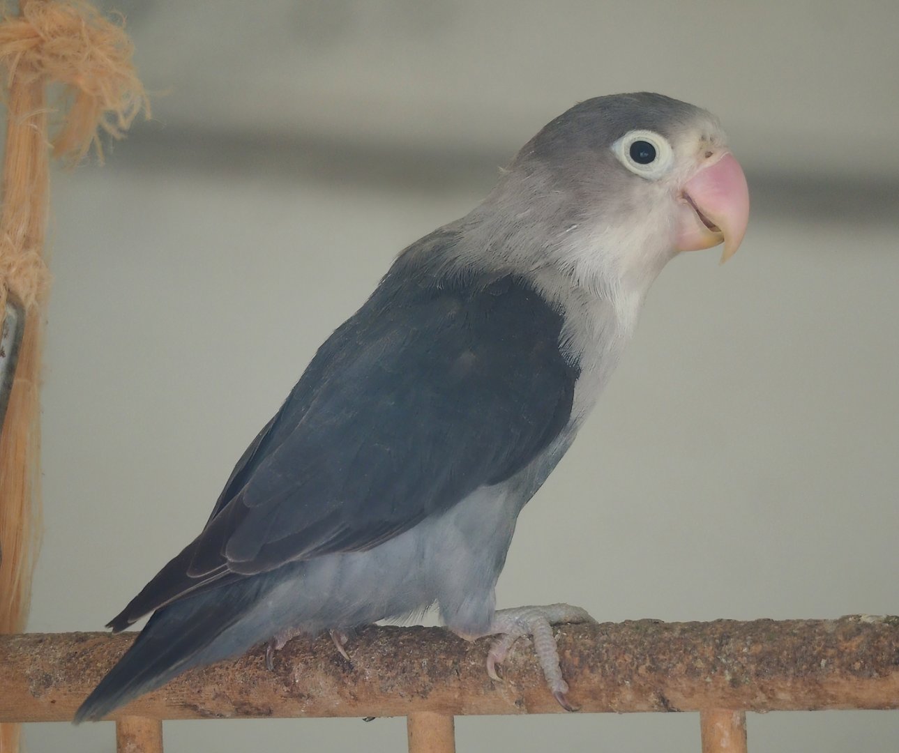 Blue mutation Fischer's lovebird (Agapornis fischeri), 2023-06-24