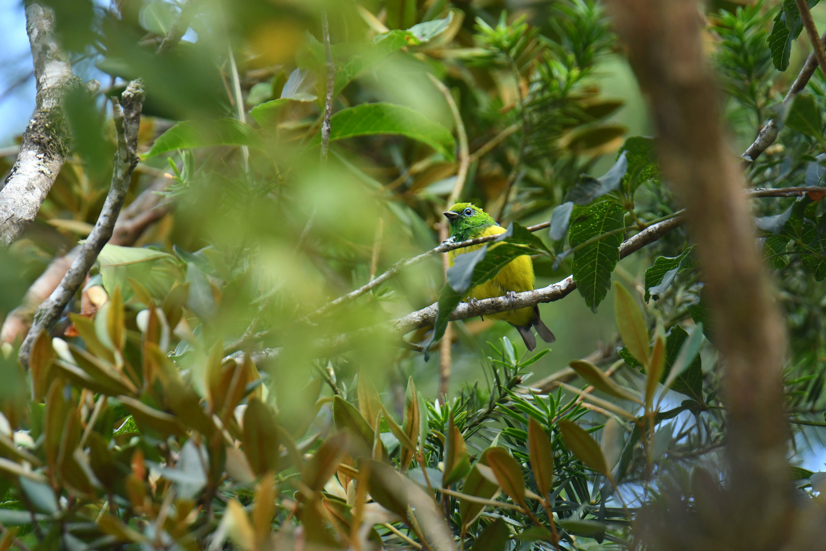 Blue-naped Chlorophonia Chlorophonia cyanea