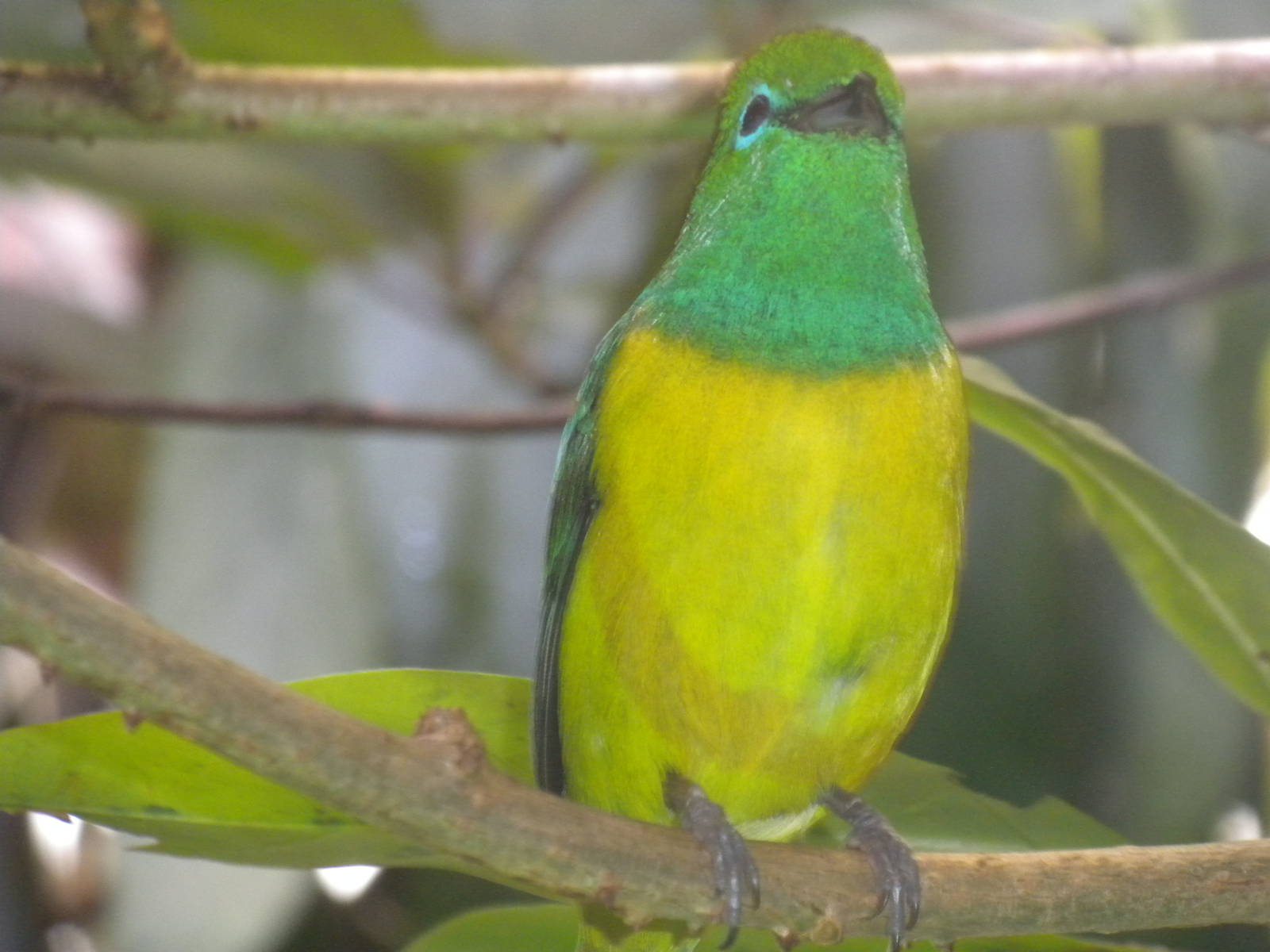 Blue-naped Chlorophonia