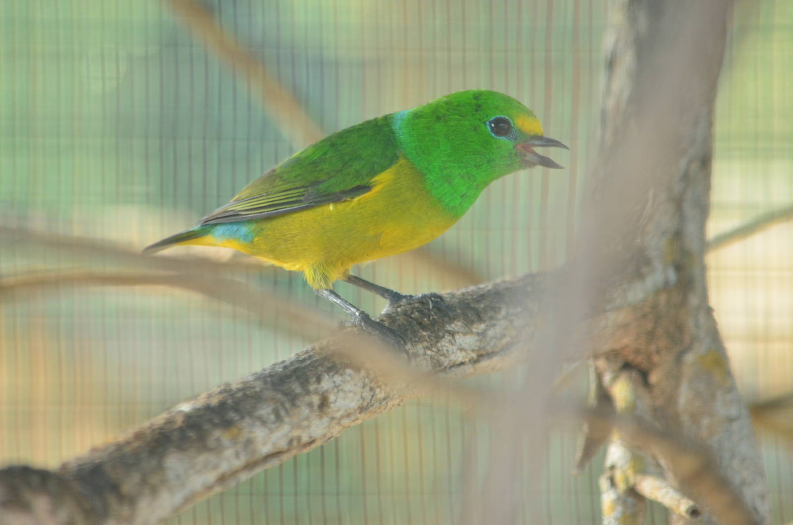 Blue-naped Chlorophonia