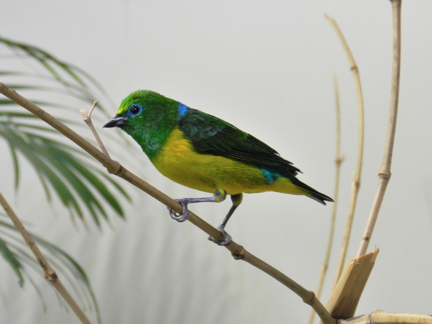 Blue-naped Chlorophonia