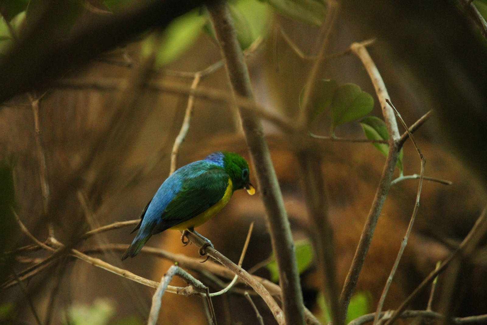 Blue-Naped Cholophonia