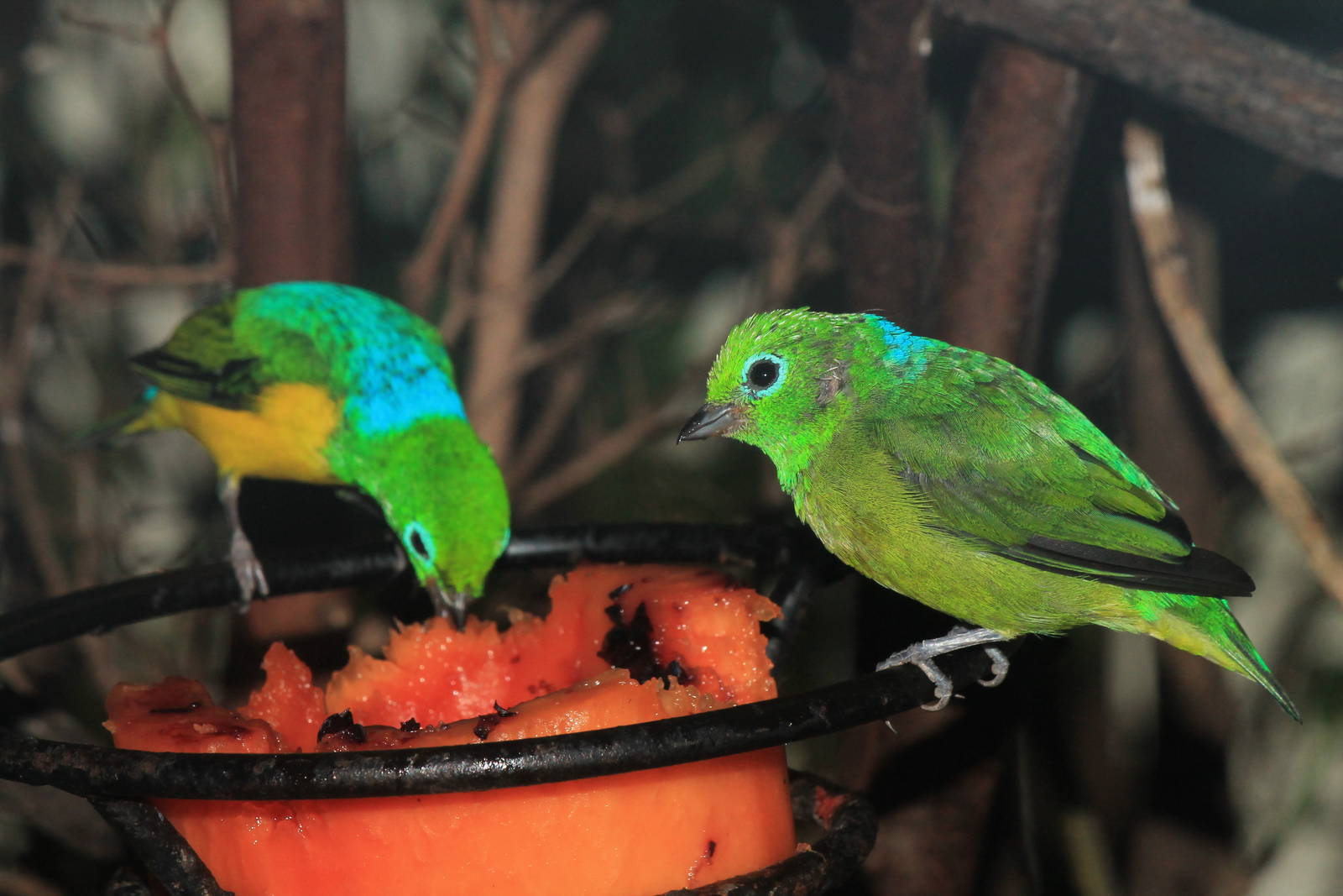 Blue-Naped Cholophonia