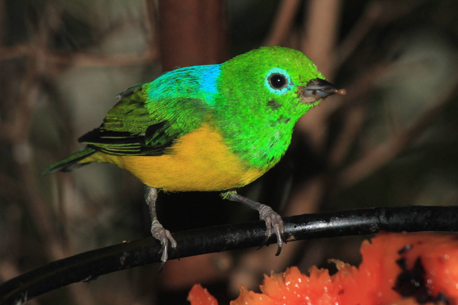 Blue-Naped Cholophonia