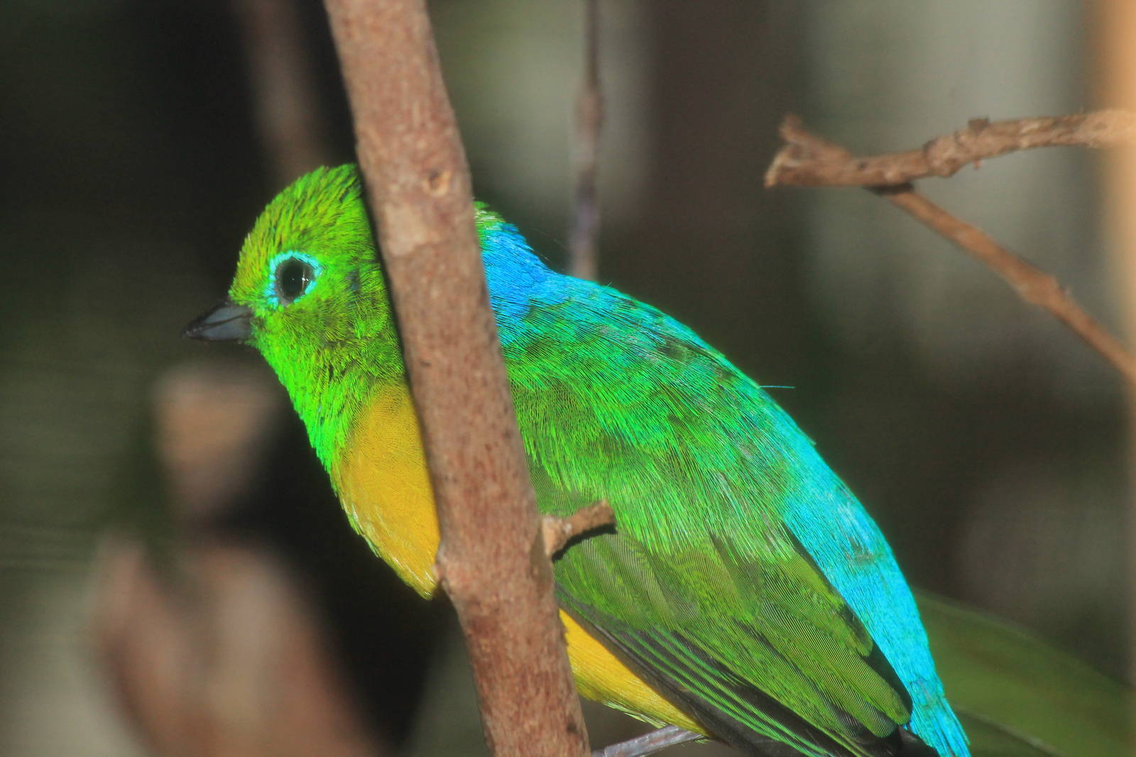 Blue-Naped Cholophonia