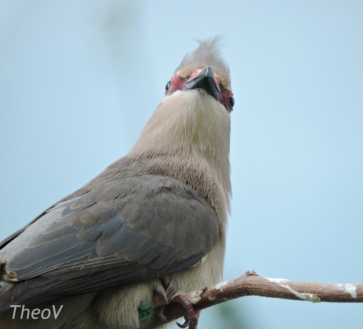 Blue-naped mousebird [2017]
