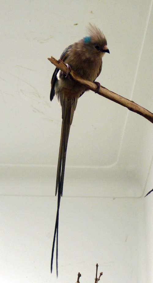 Blue-naped mousebird (Colius macrourus)