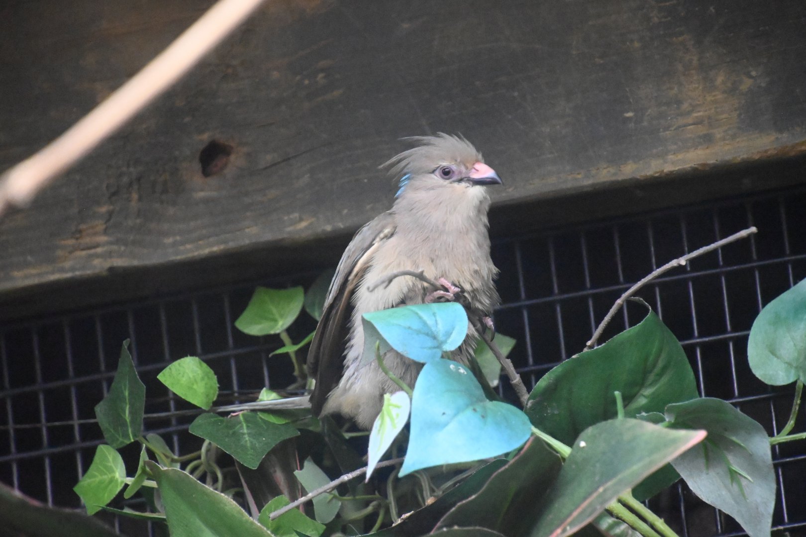 Blue-naped mousebird (Colius macrourus)