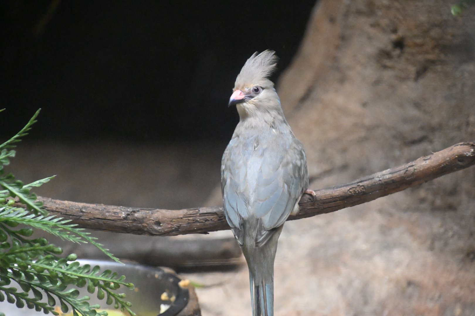 Blue-naped mousebird (Colius macrourus)