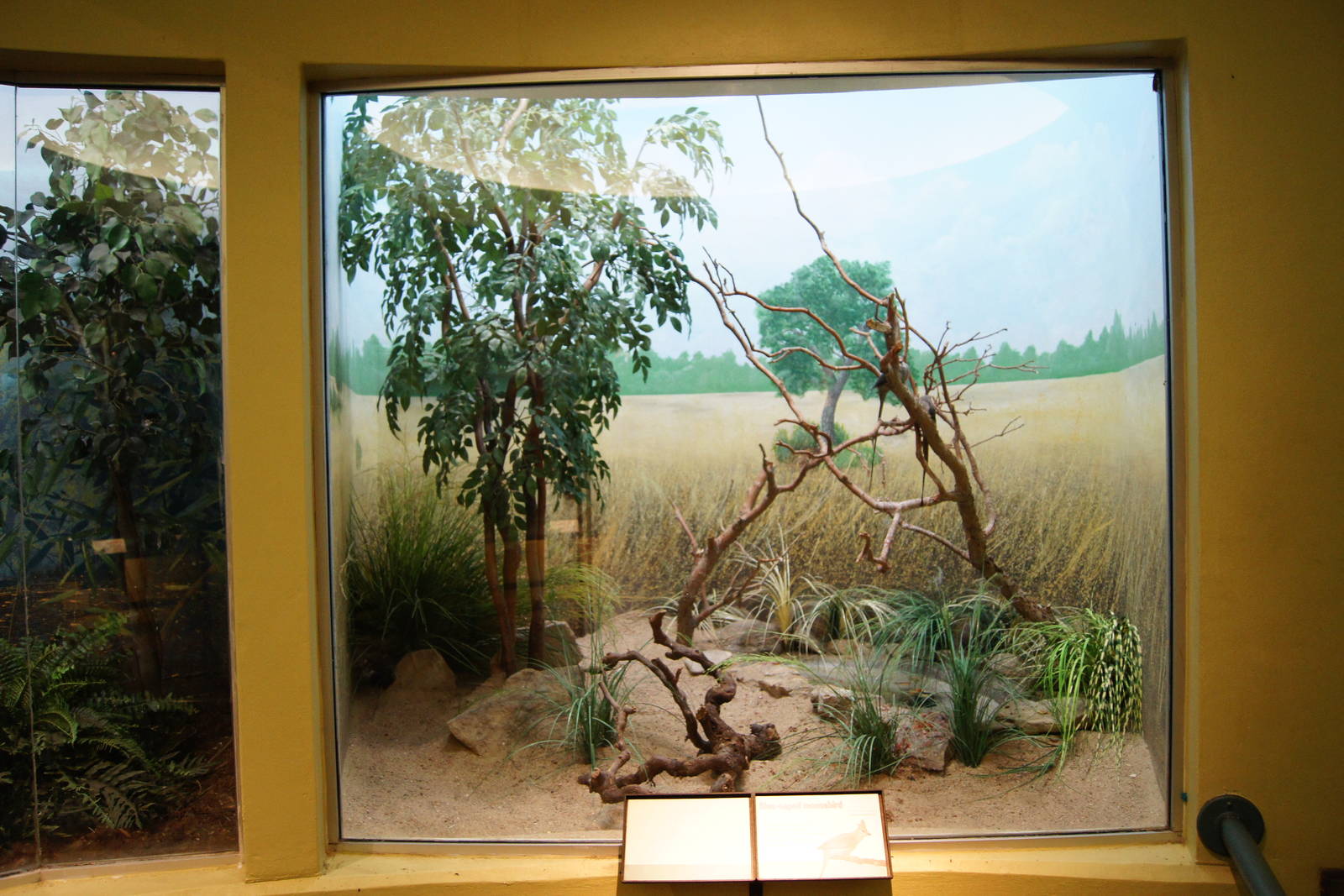 Blue Naped Mousebird Exhibit