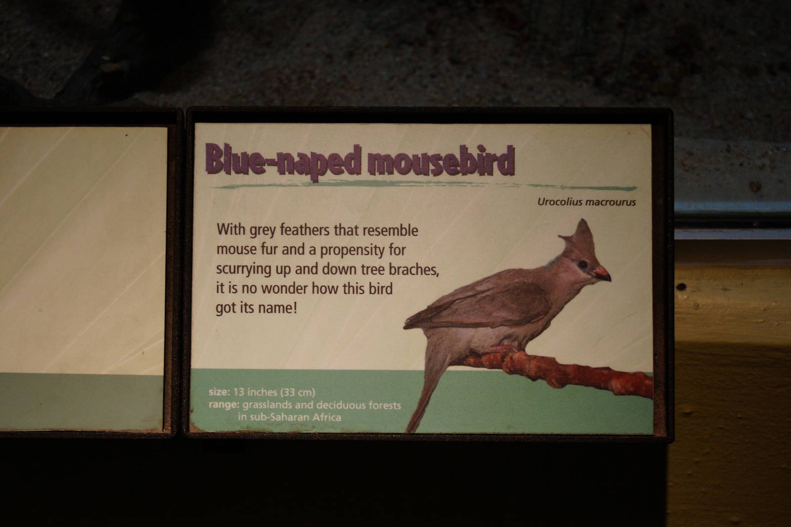 Blue Naped Mousebird Sign