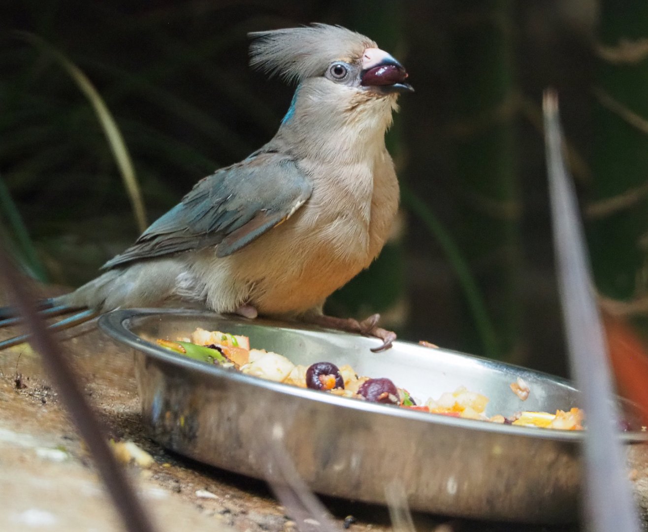 Blue-naped mousebird (Urocolius macrourus), 2019-09-21