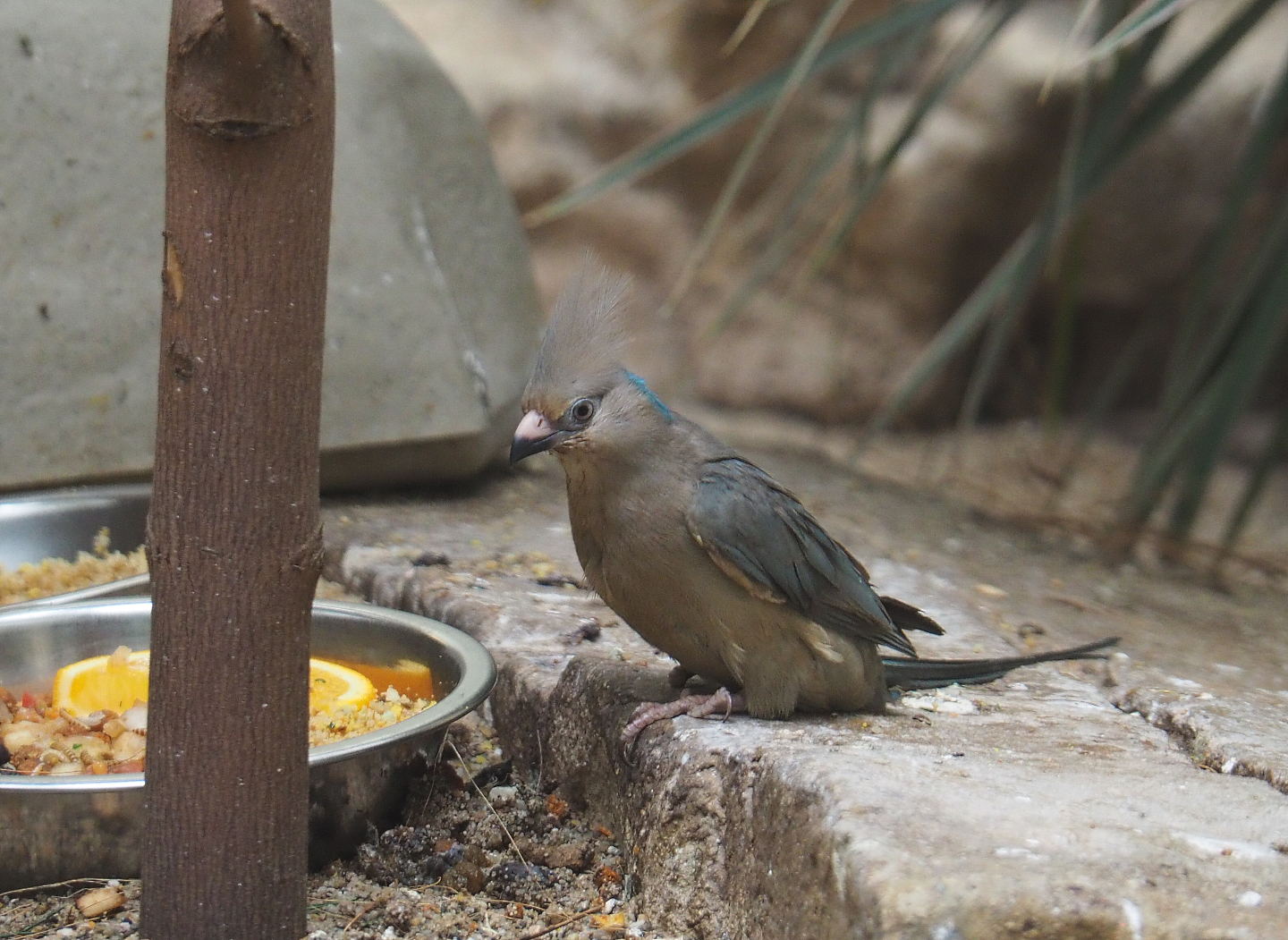 Blue-naped mousebird (Urocolius macrourus), 2020-09-20