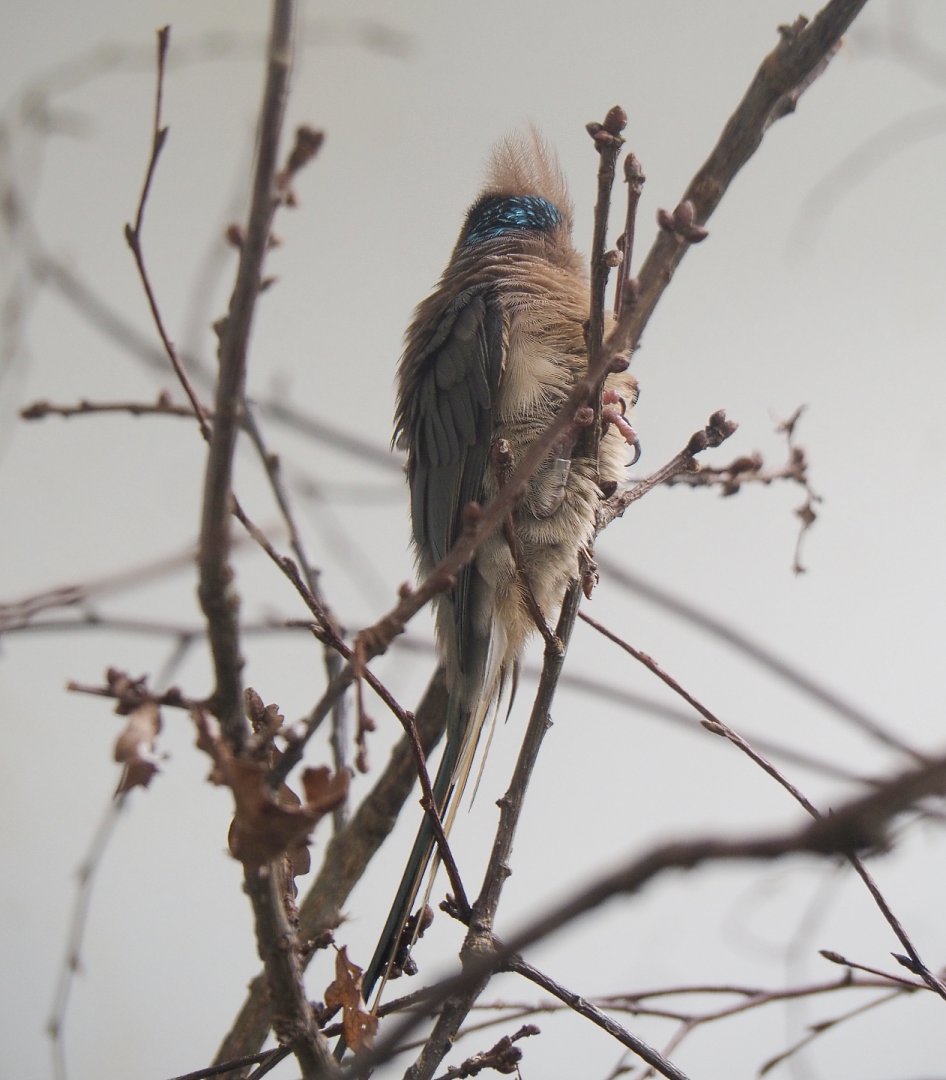 Blue-naped mousebird (Urocolius macrourus), 2022-05-26
