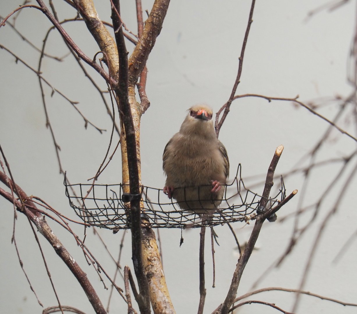 Blue-naped mousebird (Urocolius macrourus), 2022-05-26