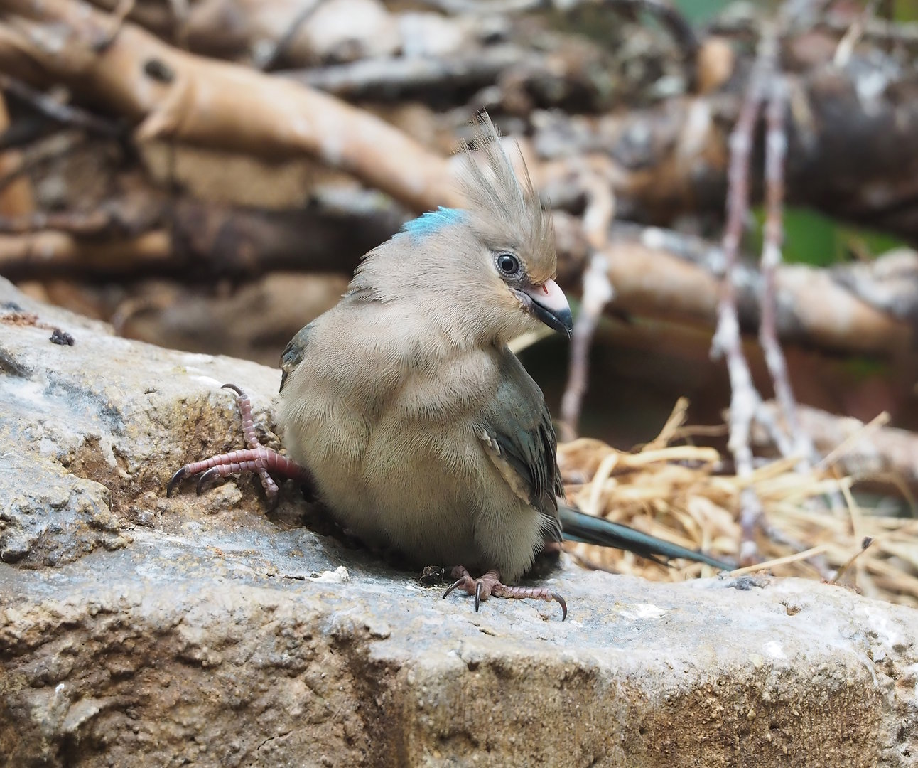 Blue-naped mousebird (Urocolius macrourus), 2022-09-04