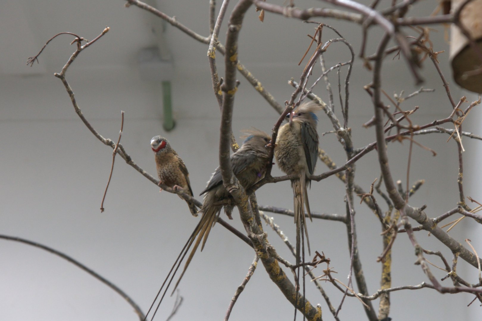 Blue-naped Mousebird (Urocolius macrourus) and Cut-throat Finch (Amadina fasciata), 31-10-25