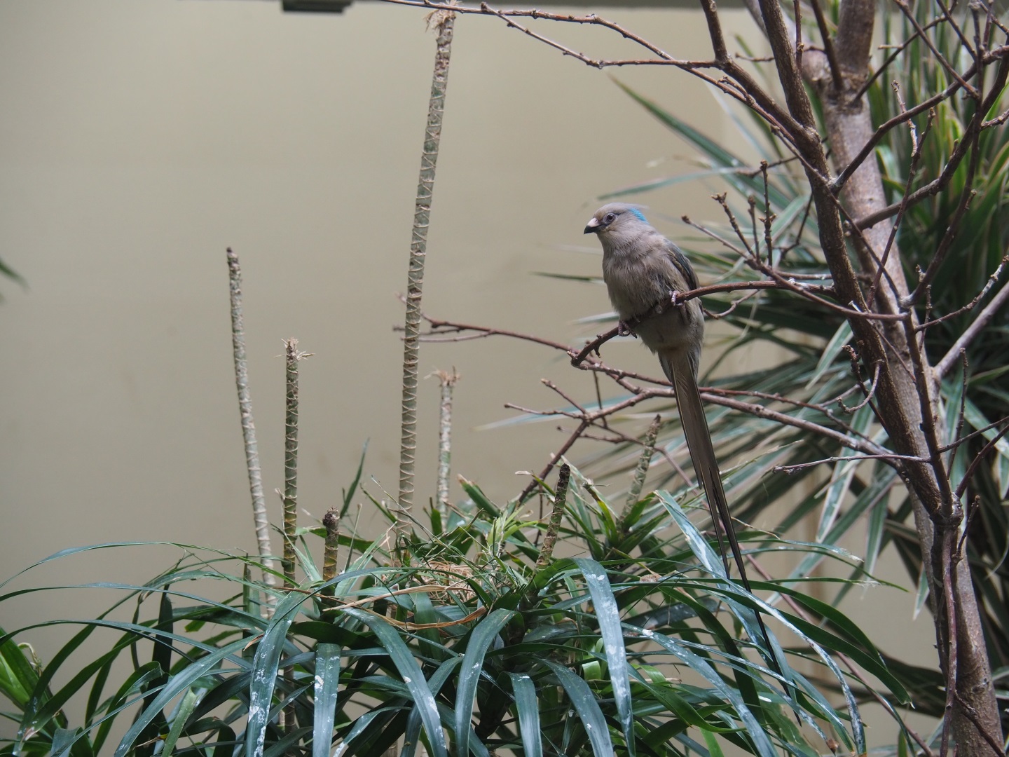 Blue-naped mousebird (Urocolius macrourus)