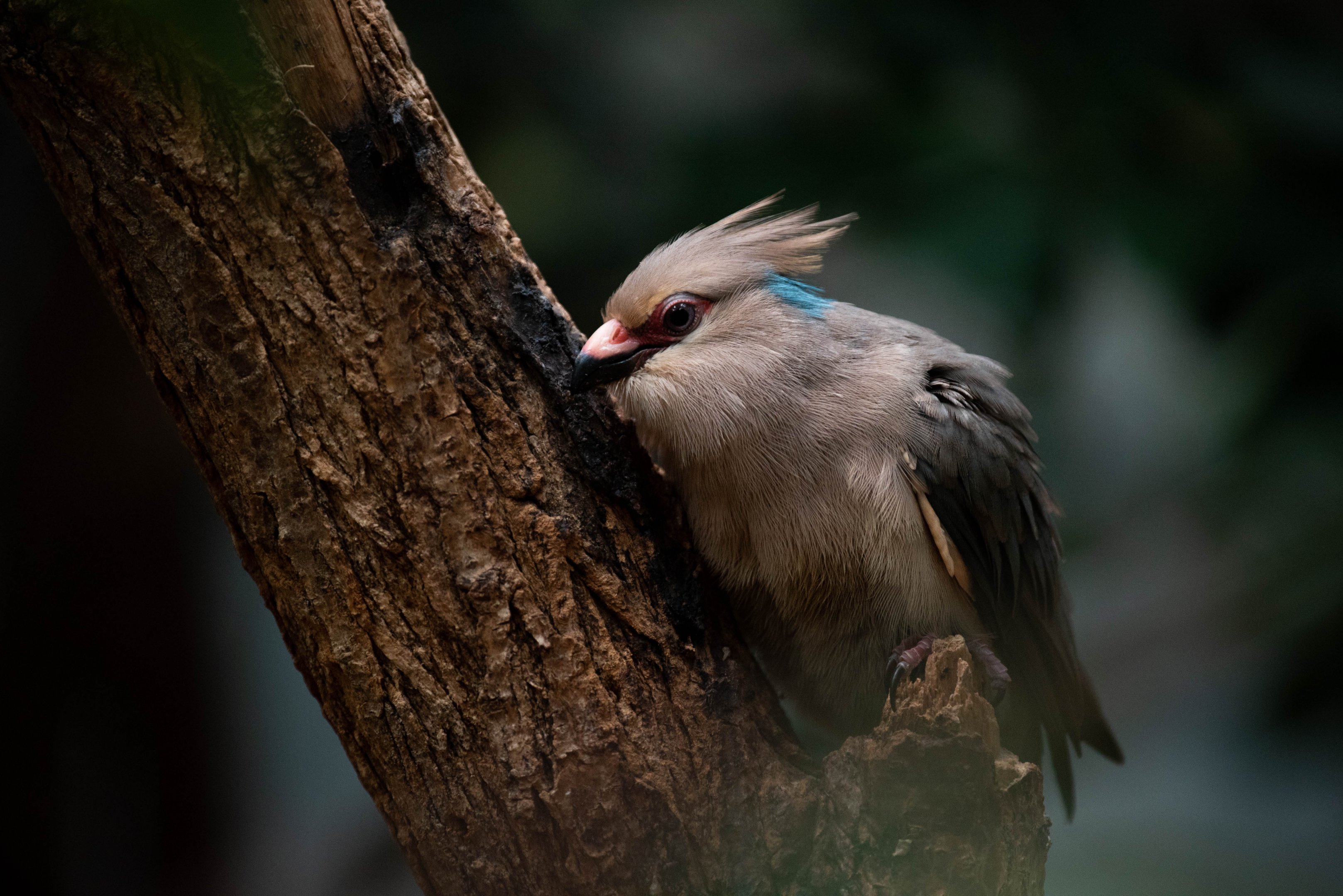 Blue-naped mousebird - Urocolius macrourus