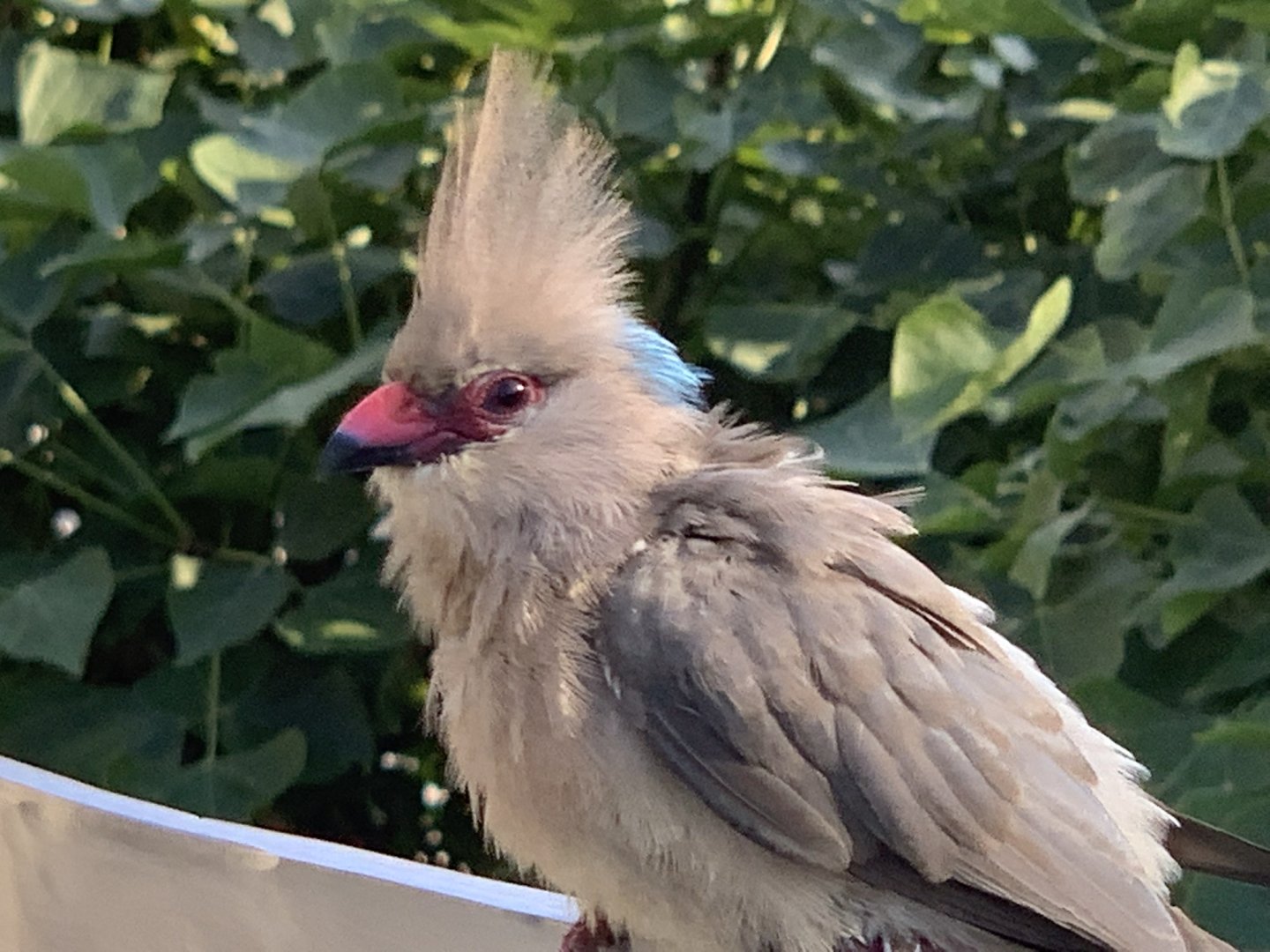 Blue-Naped Mousebird (Urocolius macrourus)
