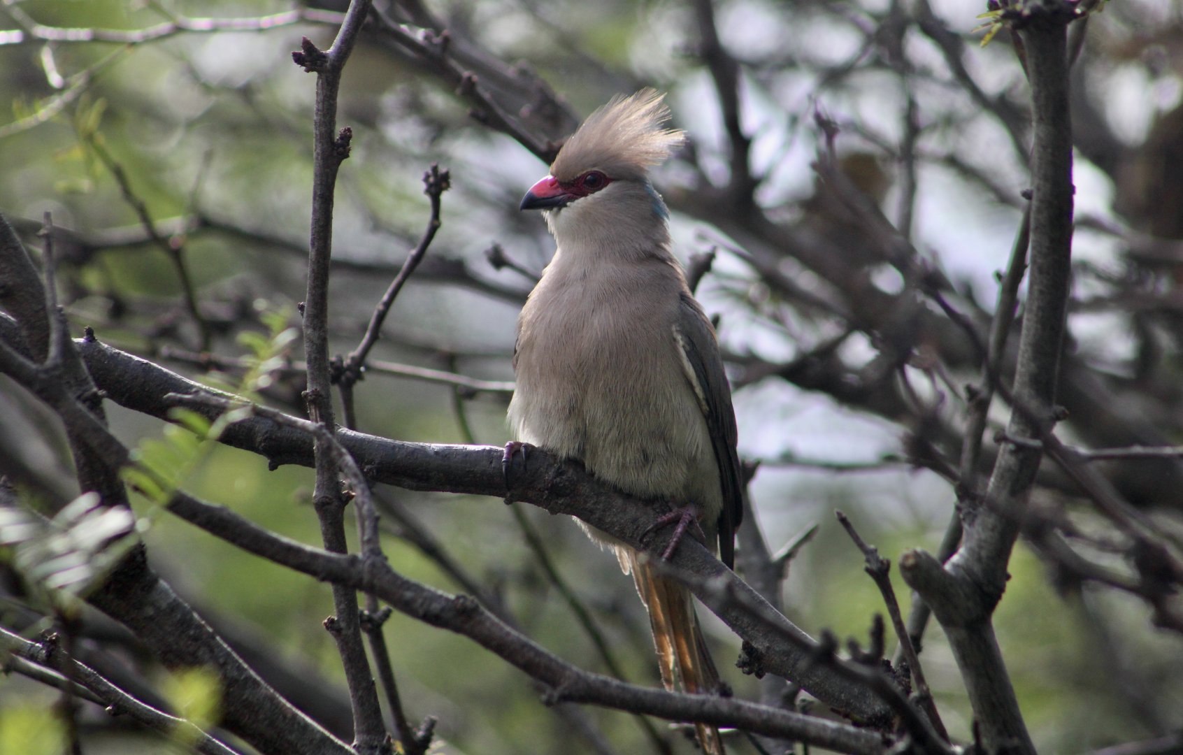 Blue-Naped Mousebird (Urocolius macrourus)