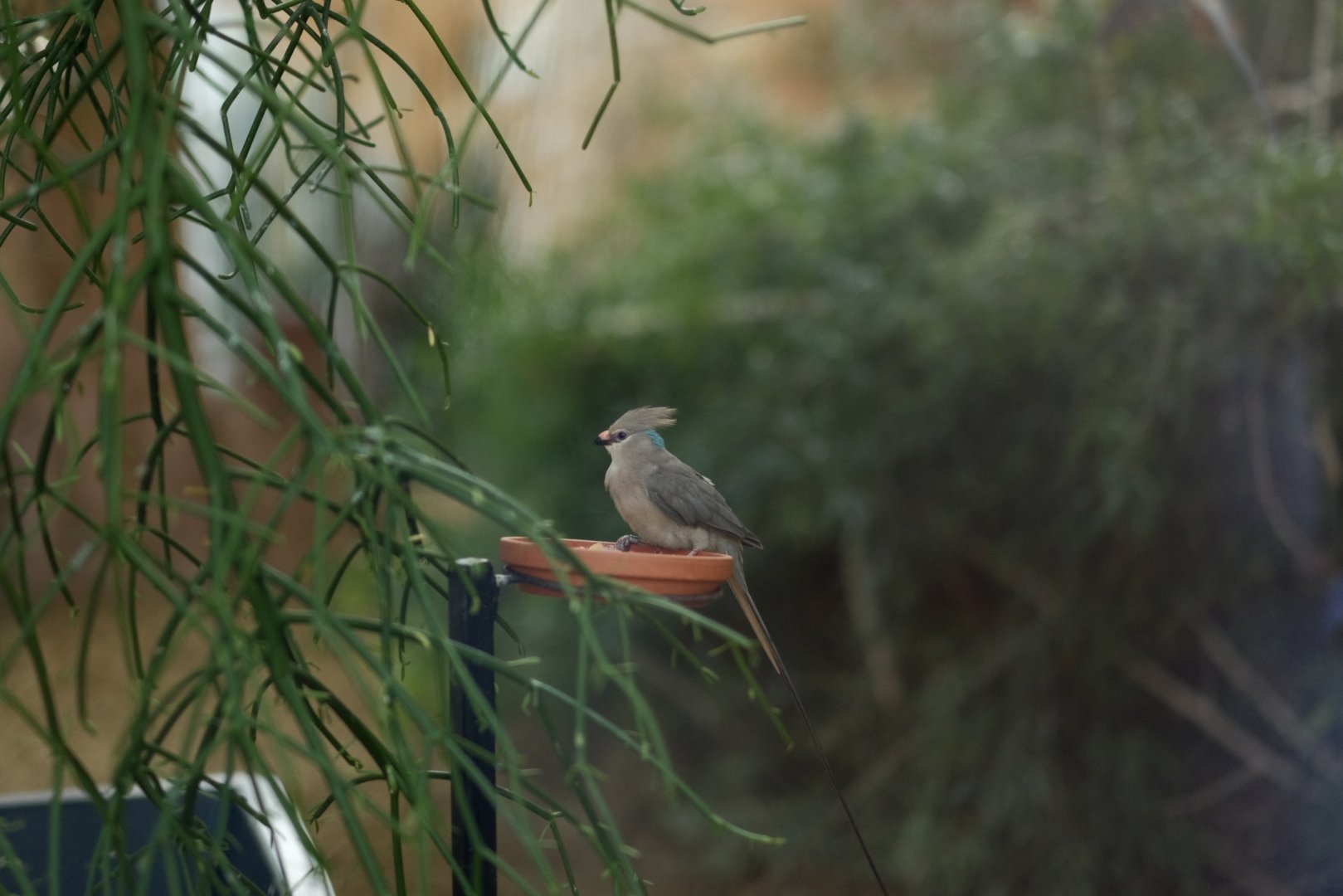 Blue-naped Mousebird (Urocolius macrourus)