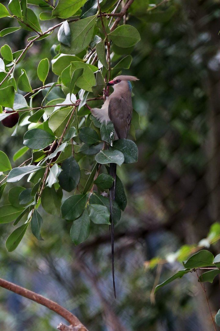 Blue-naped Mousebird (Urocolius macrourus)