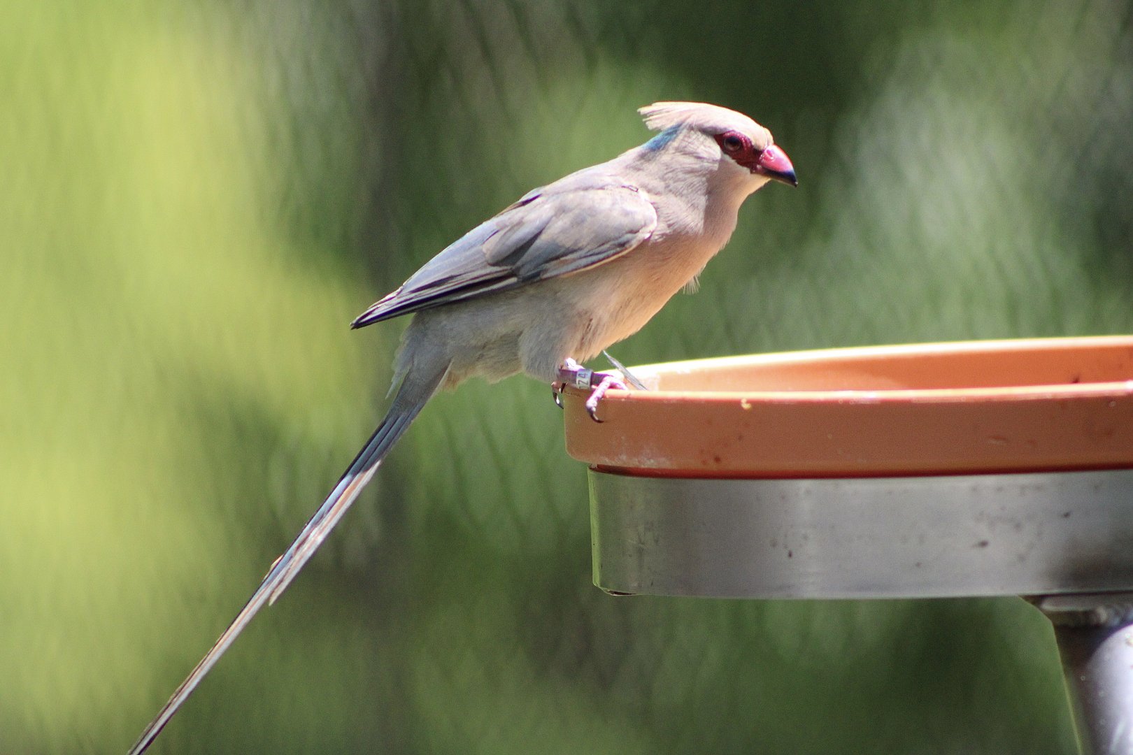 Blue-Naped Mousebird (Urocolius macrourus)