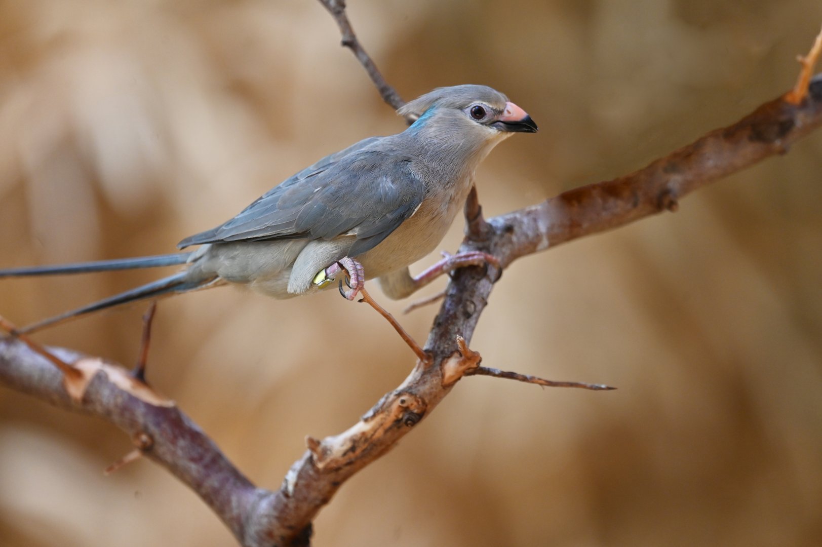 Blue-naped mousebird Urocolius macrourus