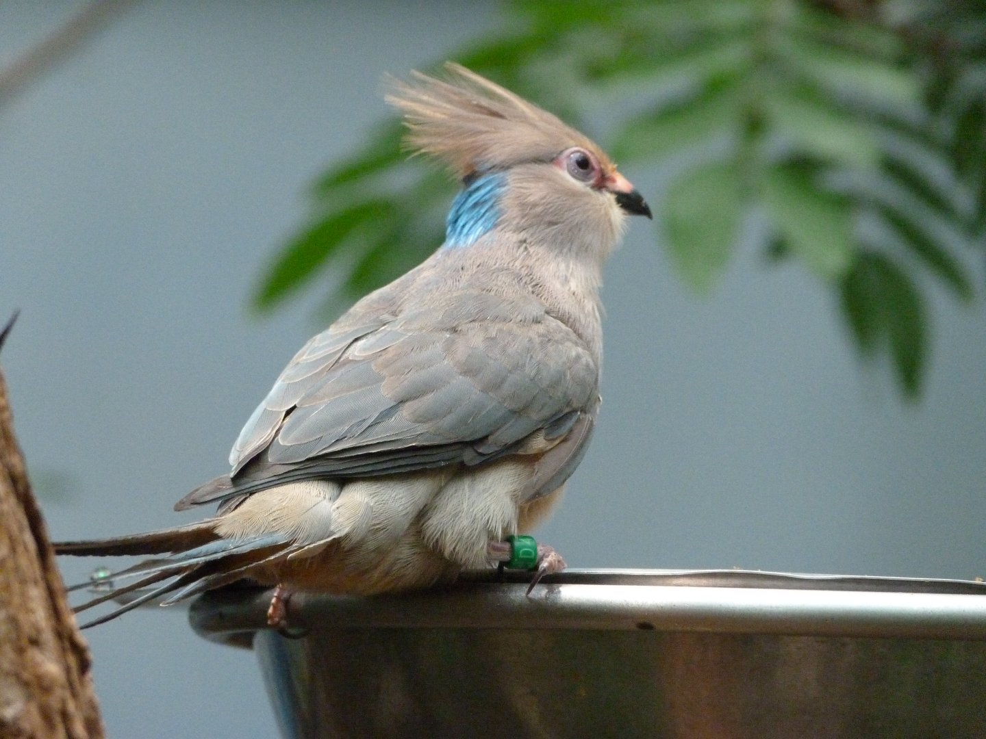 Blue-naped mousebird -Zoologischer Garten Berlin (2024)