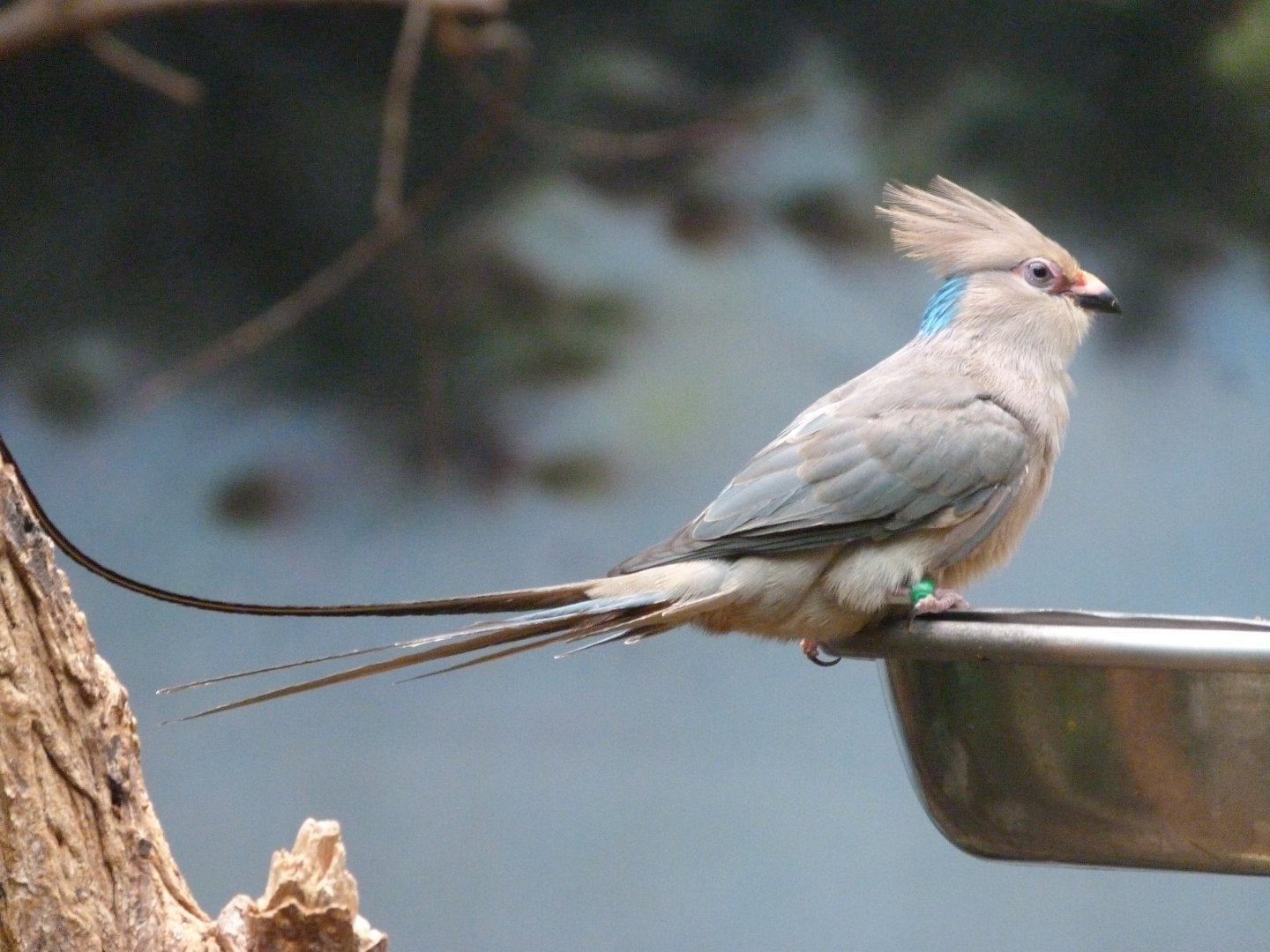 Blue-naped mousebird -Zoologischer Garten Berlin (2024)