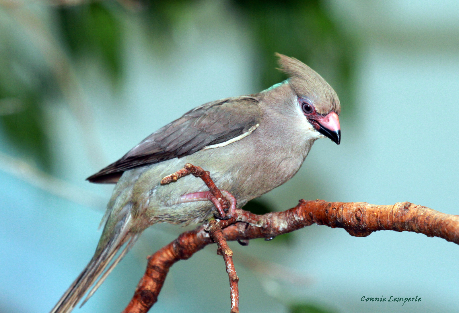 Blue-naped Mousebird