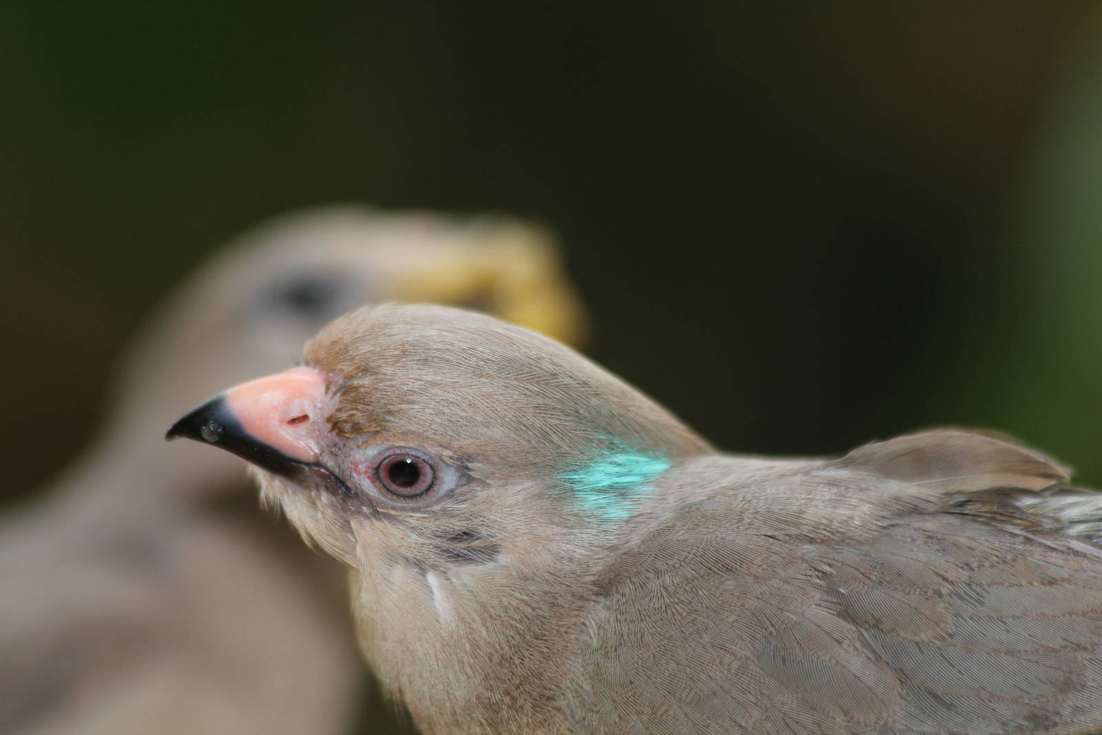 Blue-naped Mousebird