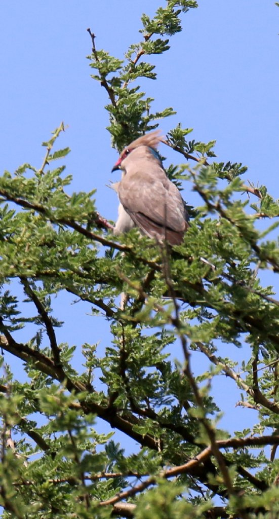 Blue-naped Mousebird