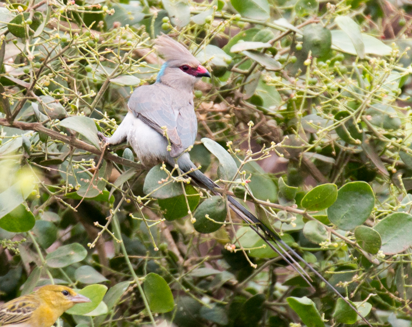 Blue-naped Mousebird