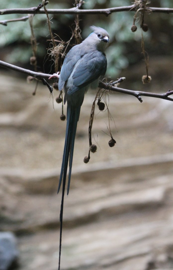 Blue-naped mousebird