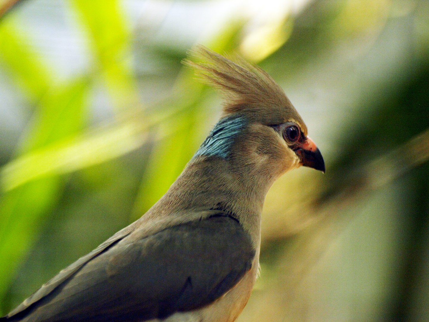 Blue-naped mousebird