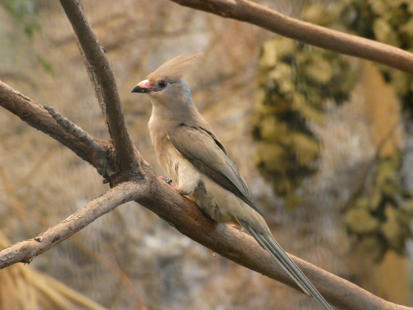 Blue-naped Mousebird