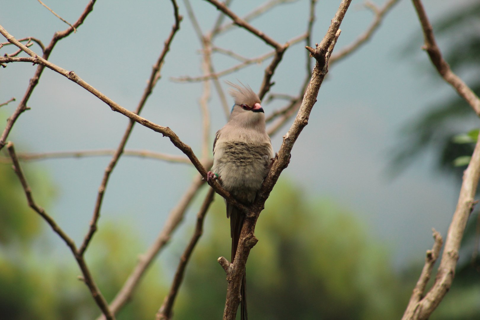 Blue-Naped Mousebird