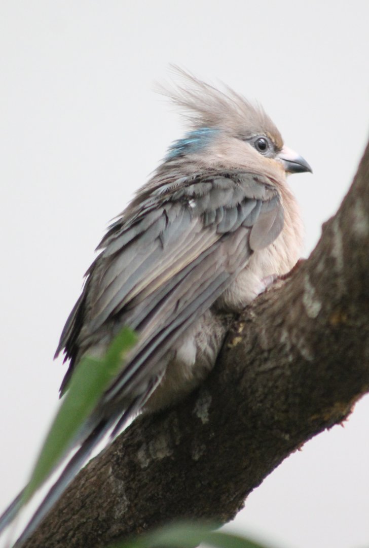 Blue-naped mousebird