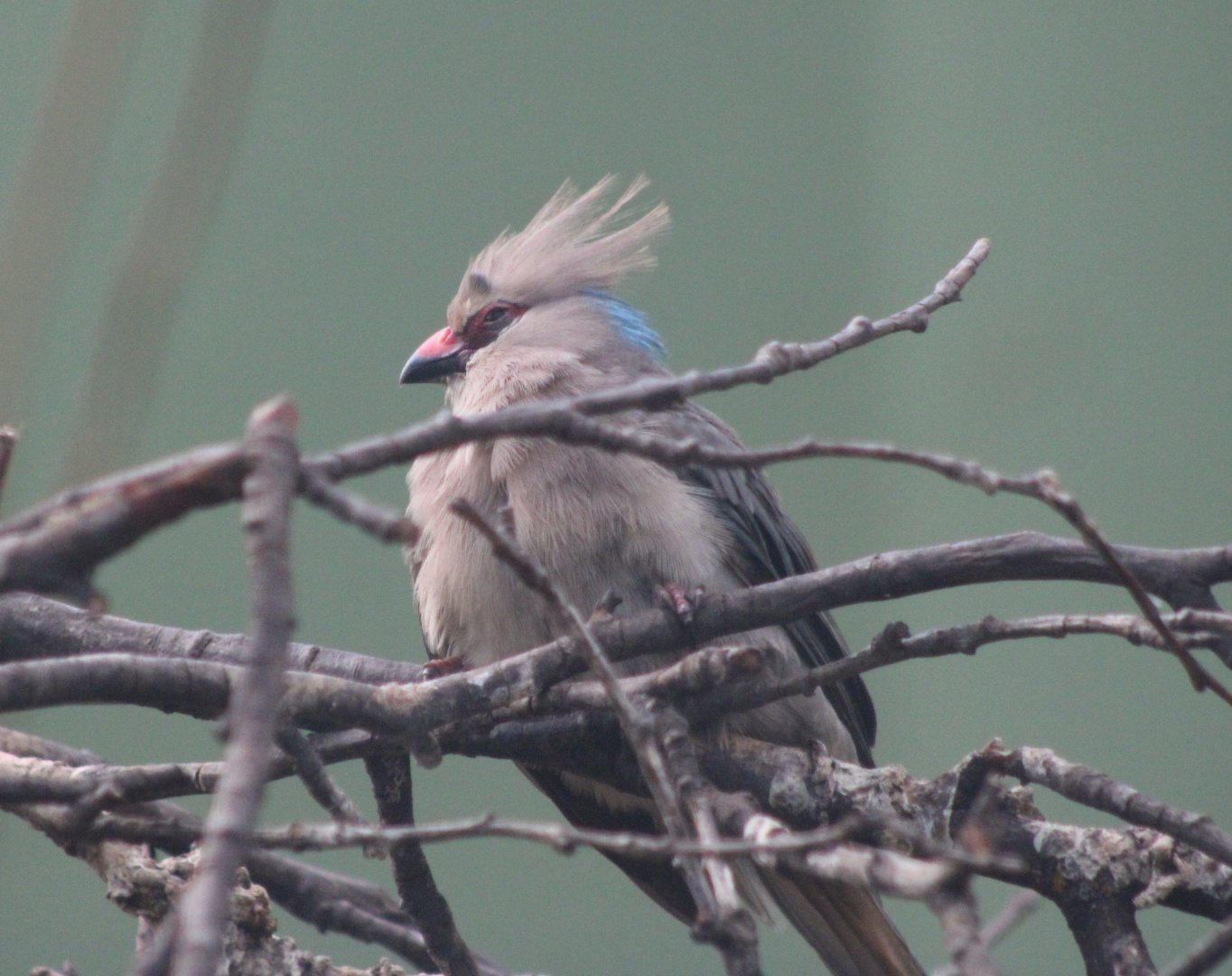 Blue-naped mousebird