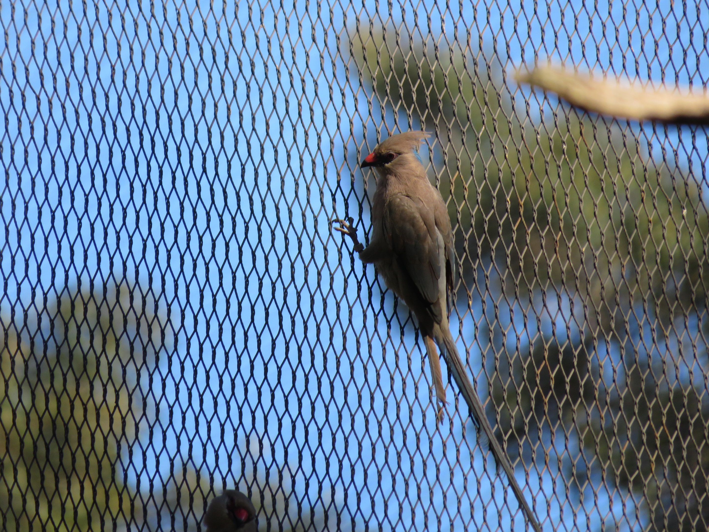 Blue-naped Mousebird