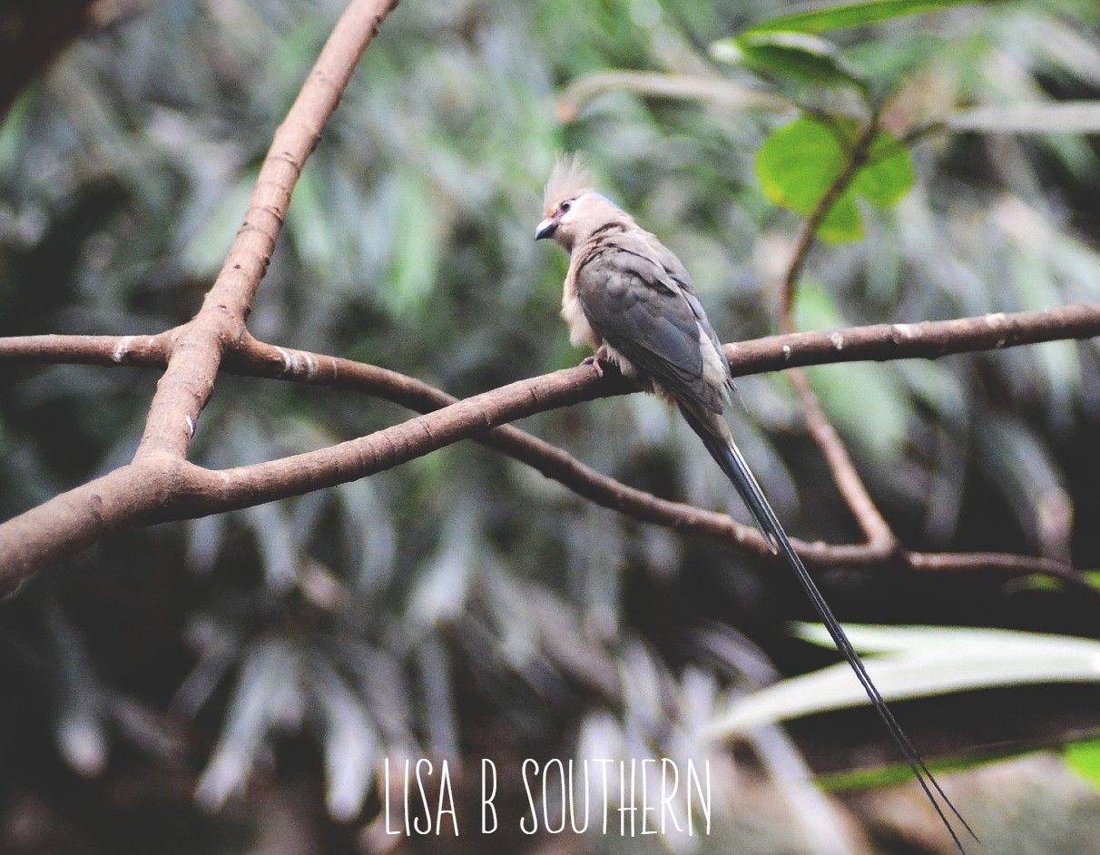 Blue Naped Mousebird