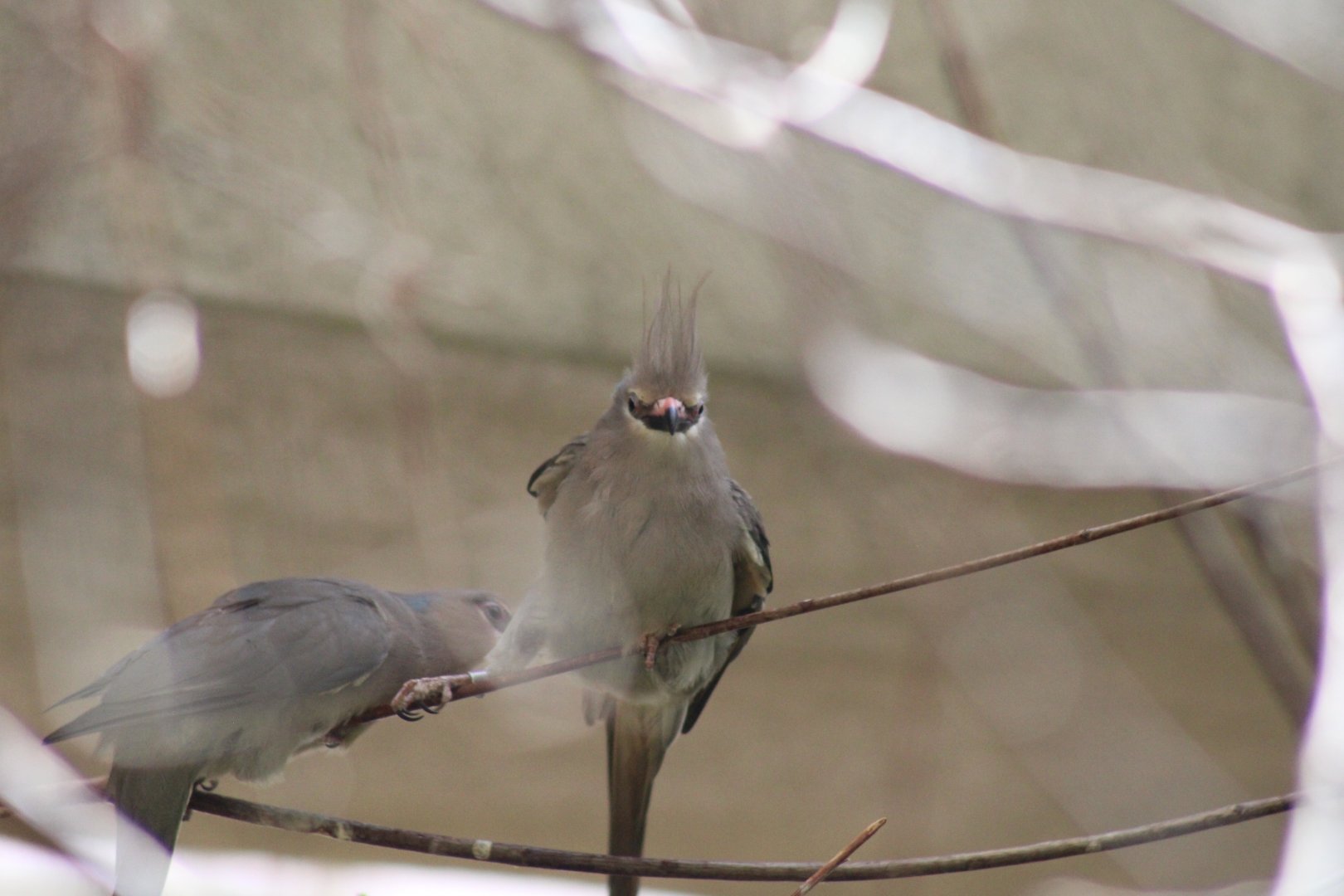 Blue-naped Mousebird