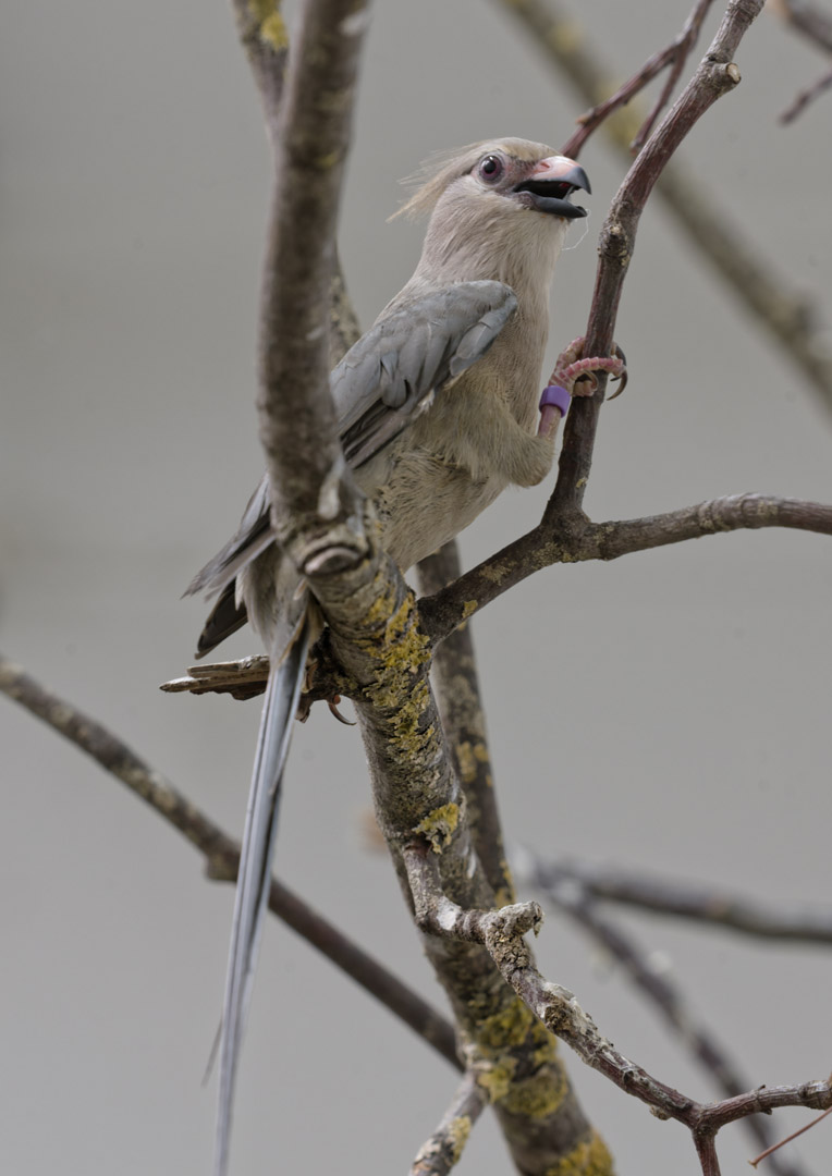 Blue-naped mousebird