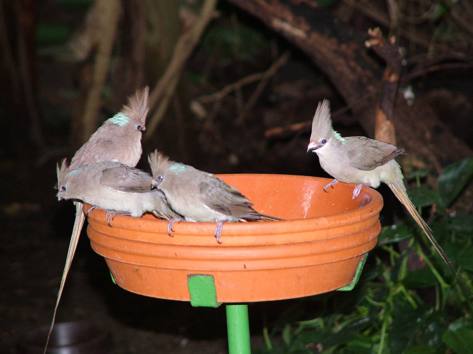 Blue-naped Mousebirds (Urocolius macrourus) at Walsrode 2007