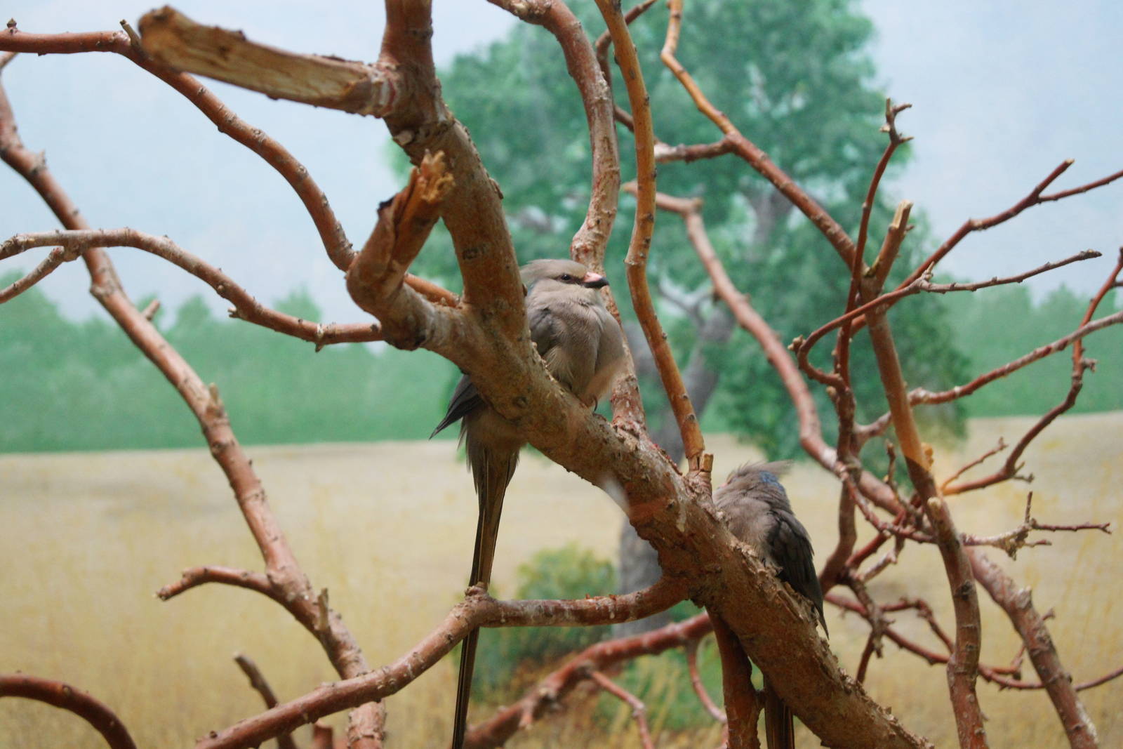 Blue Naped Mousebirds