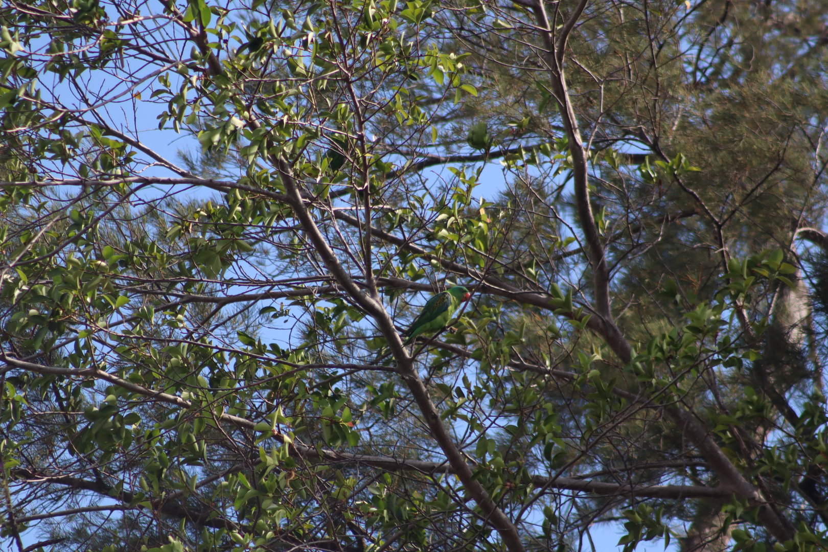 Blue-naped parrot - Tanjung Aru beach, 27 June 2023